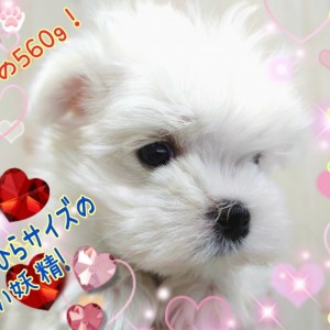*白へび（画像1～4枚目）* Yahoo!オークション - 白蛇 白へび ヘビ White snake（大）天然