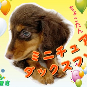 【 ミニチュア・ダックスフント 】チョコタンカラーのスイートな女の子!