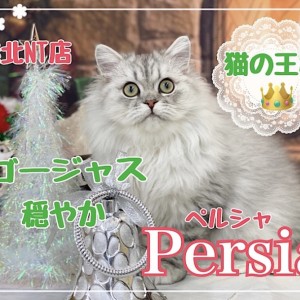 - order page - ペルシャ猫 ペルシャ 】猫の王様！シルバーカラーの穏やかな男の子