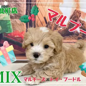 ミックス 大人気ミックス犬 全てが可愛いすぎるマルプーちゃん マルワンblog ペットショップ マルワン 小さめ子犬 美形な子猫 初心者安心のサポート