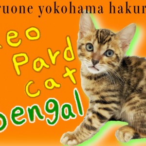 lemmikki ネコスカ ヘビ猫パネル柄 BaRS（ばるす-バルス）招き猫／まねきねこ 京都 ユキヒョウ