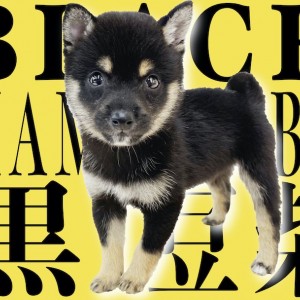 【 豆柴 】人気の黒豆柴!大きさに性格紹介、そしてあなたの生活に笑顔を届けます!