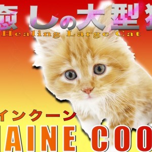 【 メインクーン 】ぬいぐるみの様なルックスと懐っこさ抜群で人気の大型猫!