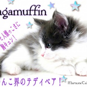 【 ラガマフィン 】ネコ界のテディベア!小さなお子様とだって仲良く過ごせます!