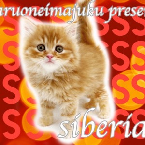 【 サイベリアン 】2022年の年男!トラ柄模様の超絶爆毛イケメンCAT登場!