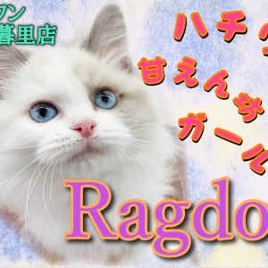 ラグドール 】福を招くハチワレ甘えん坊ガールがやってきた