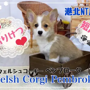 コーギー これぞコーギー プリケツ 短足 タレ目が可愛い女の子 マルワンblog ペットショップ マルワン 小さめ子犬 美形な子猫 初心者安心のサポート