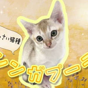 シンガプーラ 】世界最小・希少猫種！マルワン東川口店NO.1の