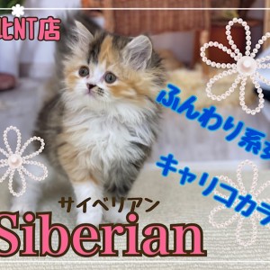 ヒマラヤン 8つのスモーキーチョコレートが美しい猫の頂点に立つにゃんこ マルワンblog ペットショップ マルワン 小さめ子犬 美形な子猫 初心者安心のサポート