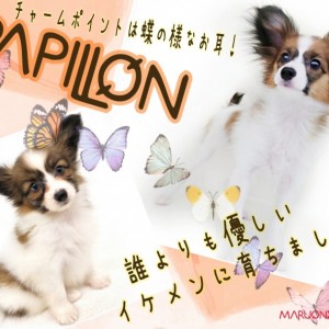【 パピヨン 】ムダ吠えなし!トイレも完璧!とっても賢いパーフェクトわんこ!