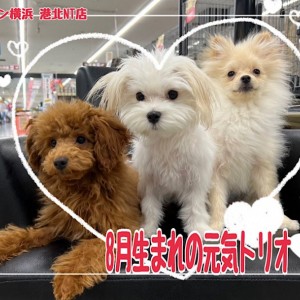 犬の社会性 】ポメラニアン・トイプードル・マルチーズの8月