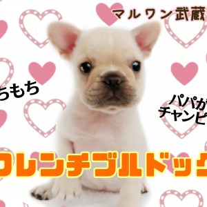 【 フレンチブルドッグ 】もっちもちボディとつぶらな瞳の癒し系ガール!