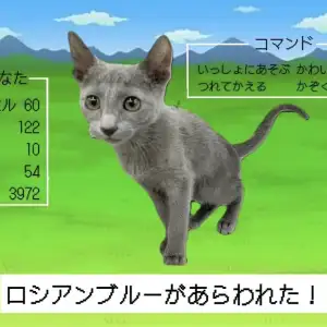 ロシアンブルー クールビューティー でも性格は ギャップ萌えの会心の一撃っ マルワンblog ペットショップ マルワン 小さめ子犬 美形な子猫 初心者安心のサポート