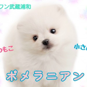 【ポメころびページ】ご予約2点おまとめ ポメラニアンの子犬（メス♀） 日立店｜ペットショップCoo＆RIKU