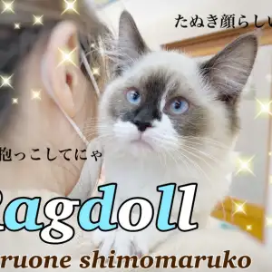 【 ラグドール 】たぬきに見える猫で話題!可愛さ&癒し満点の童顔なぬいぐるみ猫!
