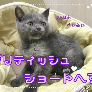 【 ブリティッシュショートヘア 】ふかふかの極み!抱っこが好きでいる秘訣とは?