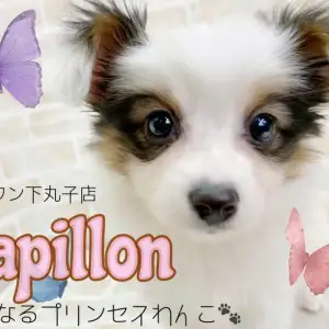 【 パピヨン 】あざとさNo.1!可愛い×美人の整いすぎな将来有望プリンセス!