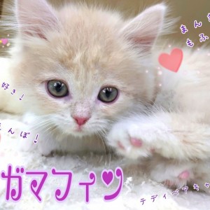 【 ラガマフィン 】お喋り大好き!甘えんぼ!テディベアキャット!