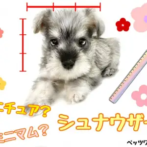 【 ミニチュアシュナウザー 】片手に乗ってしまう驚異の小ささのパピーシュナウザー