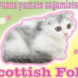 【 スコティッシュフォールド 】遊び好きで甘えん坊なホワイトベースの明るめカラー