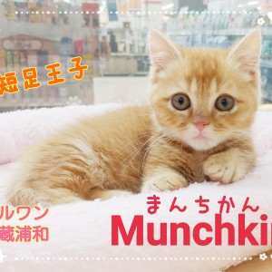 【 マンチカン 】短足猫の激かわ王子!マンチカンとの生活で気を付けるポイント!