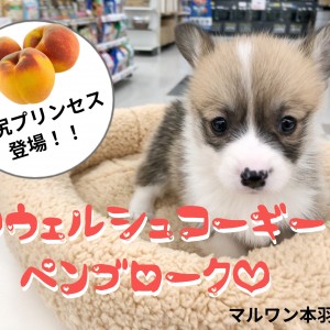 【 ウェルシュコーギーペンブローク 】可愛いおしりの愛されプリンセスが登場!!