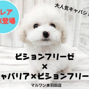 【 MIX 】ビションフリーゼ×キャバションの最強ミックス犬が登場！！