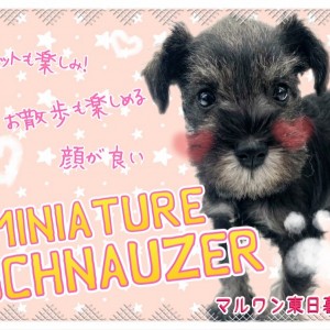 【 ミニチュアシュナウザー 】どんなカットも似合う美少女とまったりお散歩日和!