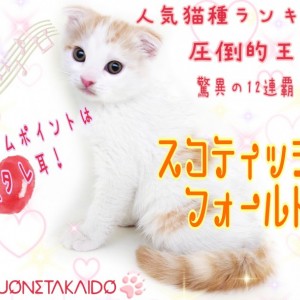 【 スコティッシュフォールド 】人気No.1!優しくて控えめな甘え方に胸キュン!