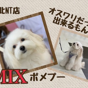 ミックス犬 】理解力に優れたNT店NO.1！育てやすいポメプー君! | マルワンBLOG | ペットショップ マルワン 小さめ子犬 美形な子猫  初心者安心のサポート