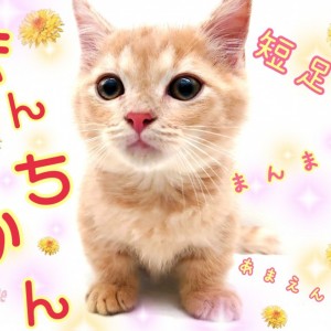 【 マンチカン 】初めてお迎えする方にもオススメ!短足の甘えんぼ!