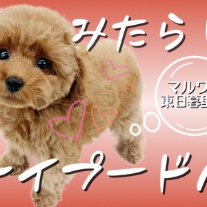 トイプードル 】濃厚みたらしレッドプードル～しっぽ長め愛情