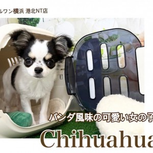 チワワ 】多頭飼いにオススメ！パンダ風味の女の子第3弾