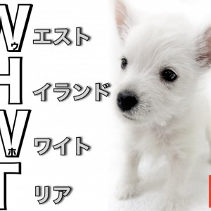【 ウェストハイランドホワイトテリア 】純白美少女ウェスティー電撃入店!
