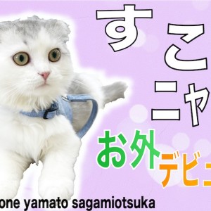 【 スコティッシュフォールド 】お外デビュー!個性豊かな性格の超癒し系猫!