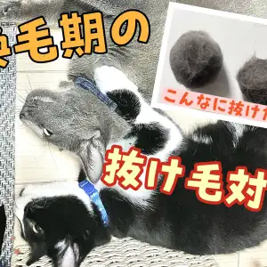 【 抜け毛対策 】春・換毛期がやって来た!愛犬愛猫の抜け毛対策教えます