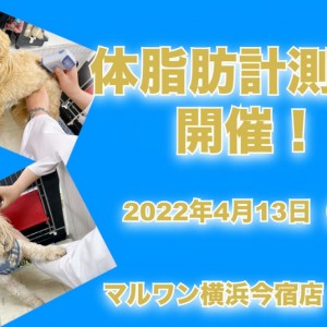 【 今宿店イベント情報 】4/13(水)ワンちゃんの体脂肪計測会のお知らせ!