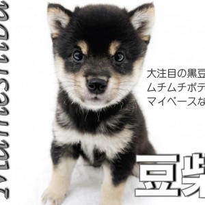 豆柴いちごさま専用出品 豆柴 A416 - 子犬販売専門ペットショップPUPPY CLUB