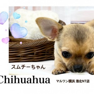 チワワママ 価格の安いチワマル♀ （戸田店）パパ マルチーズ4kg ママ