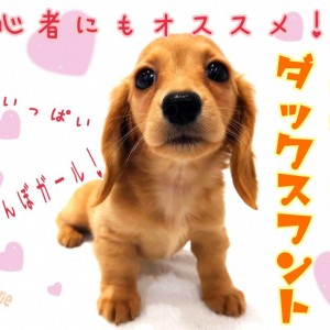 【 ミニチュアダックスフント 】初心者にもオススメ!元気いっぱい甘えんぼガール!
