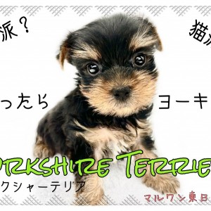 【 ヨークシャーテリア 】ネコっぽいイヌ?魅力たっぷりのヨーキー沼にはまれ!