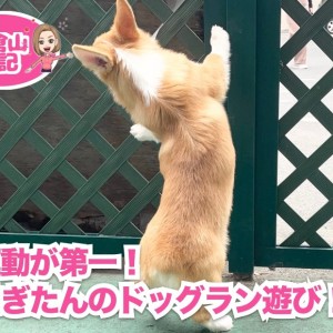 【 5/9ドッグランでランラーン 】笑顔がいいね!コギたんの運動会の巻