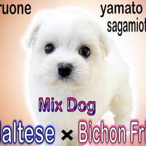 MIX 】日本中で大人気！マルチーズとビションフリーゼのミックス犬マルション | マルワンBLOG | ペットショップ マルワン 小さめ子犬  美形な子猫 初心者安心のサポート