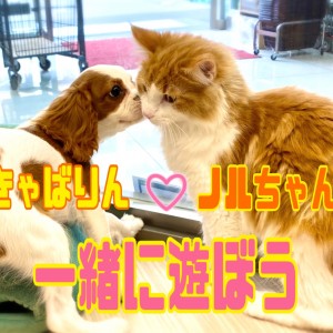 【 5/6お友達誕生!】わんこもにゃんこも一緒にキャットトンネルで遊ぼうの巻!