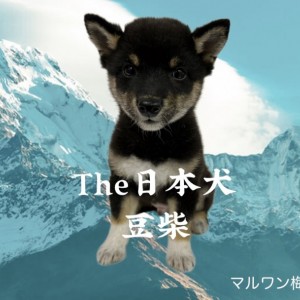 【 豆柴 】希少!日本犬の中でも大人気マロ眉黒豆柴登場!
