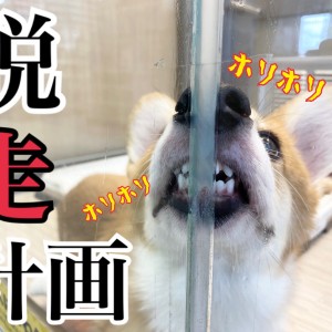 【 5/28脱走計画 】隙間が気になる・・・歯茎剥き出しなこぎたんの巻!