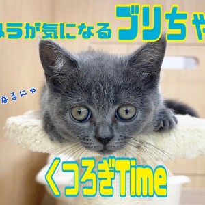 【 5/14お手々伸びーん!】ブリちゃんのくつろぎタイムの巻 !!