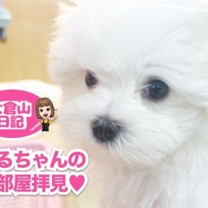 【 5/16 純白天使マルチーズ 】お部屋を覗いちゃうぞ!の巻