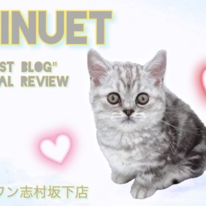 【 ミヌエット 】短足好きの方集合！これぞ究極系の癒しにゃんこ！