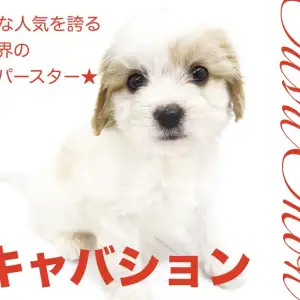 【キャバション】巷で話題沸騰中!MIX犬のスーパースター!